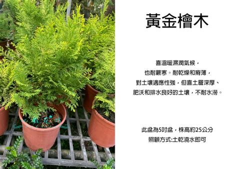 黃金檜木風水|陽宅風水居家適宜種植的樹木，材木藥木和果樹